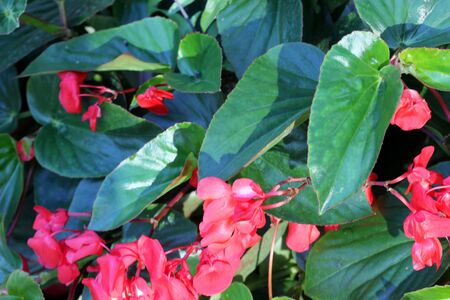 Begonia Dragon Wing Red, Red Cane Begonia, attractive succulent perennial with angel-wing shaped shining dark green foliage and cascades of dangling clusters of scarlet-red flowers.の写真素材
