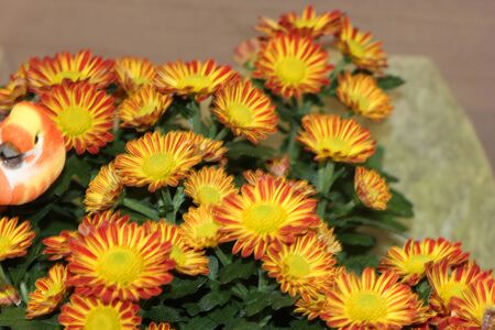 Chrysanthemum indicum  Robin Hood Red, Indian Chrysanthemum, tufted perennial with grey-green pungent lemony fragrance and medium sized yellow flower heads with red central stripe on florets.の写真素材