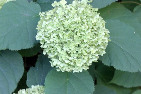 Hydrangea Arborescens Annabelle, also known as Sevenbark, rounded deciduous shrub with broadly ovate leaves on long stalks and globose flower clusters, flowers with white bracts changing to green as season progresses.の写真素材