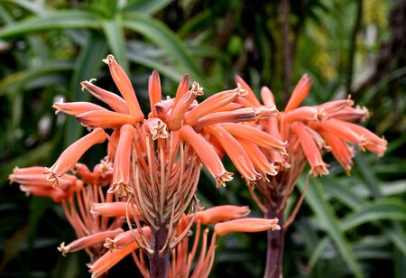 Description: Aloe maculata, Soap aloe, Zebra aloe, attractive succulent with basal rosette of green to reddish leaves with distinctive H-shaped spots and apical clusters of tubular flowers.の写真素材