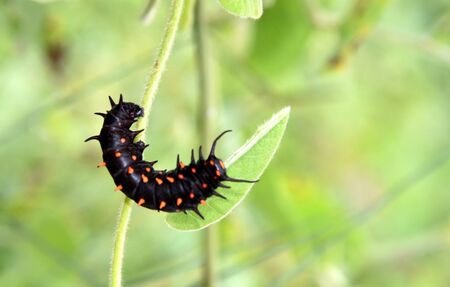 Catterpillars of California Pipevine Swallowtail, Battus philenor subsp. hirsuta, Rare California native butterfly, caterpillars black with fleshy protrusions and red spotの写真素材