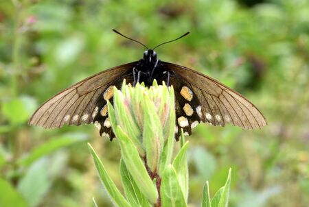 California Pipevine Swallowtail, Battus philenor subsp. hirsuta, Rare California native butterfly with yellow spots on blue middle wings, larvae feed on Aristolochiaの写真素材