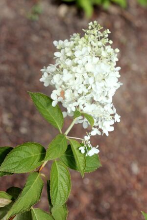 Hydrangea paniculata, graceful deciduous shrub with dark green leaves, dense erect conical clusters...