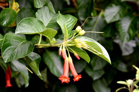 Iochroma fuchsioides, Red Iochroma, Garden evergreen ornamental shrub with elliptic green leaves and red tubular flowers up to 5 c long in pendent clustersの写真素材