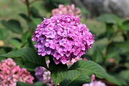 Hydrangea macrophylla, Big leaf Hydrangea, spreading deciduous shrub with broad ovate leaves and domed clusters of small, cupped, flowers in various colors. Suited for shaded locations.の写真素材
