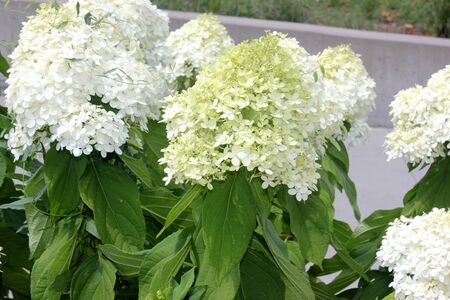 Hydrangea paniculata, graceful deciduous shrub with dark green leaves, dense erect conical clusters of mostly sterile large flowers, smaller fertile flowers, of initially green to white flowers turning to pink.の写真素材