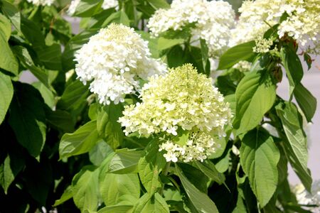 Hydrangea paniculata, graceful deciduous shrub with dark green leaves, dense erect conical clusters of mostly sterile large flowers, smaller fertile flowers, of initially green to white flowers turning to pink.の写真素材