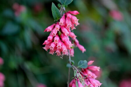 Cestrum elegans var. smithii, Pink Cestrum, climbing evergreen shrub with clusters of pink tubular flowers hanging at ends of arching branches.の写真素材