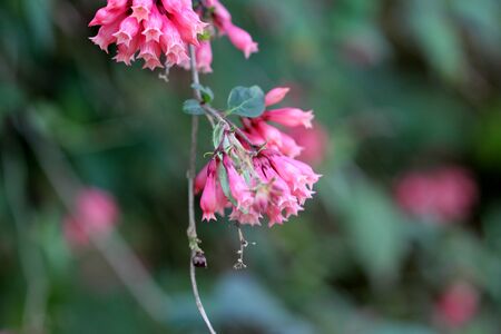 Cestrum elegans var. smithii, Pink Cestrum, climbing evergreen shrub with clusters of pink tubular flowers hanging at ends of arching branches.の写真素材