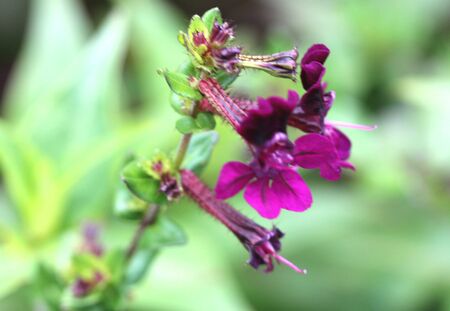 Cuphea lanceolata Purple Passion, Purple Passion Bat-face Cuphea, Ornamental herb with lanceolate leaves, red hairs on stem and tubular flowers with purple mouse-ear like petals.の写真素材