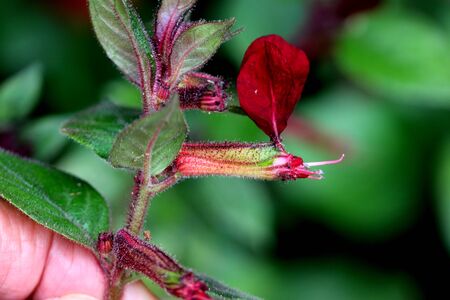 Cuphea nudicostata Wine Red, also known as Cuphea nelsonii `Wine Red` Nelson`s Bat-Faced Cuphea, shrub with red hairs, tubular flowers with usually two large mouse-ear like petals.の写真素材