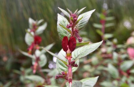 Cuphea nudicostata Wine Red, also known as Cuphea nelsonii `Wine Red` Nelson`s Bat-Faced Cuphea, shrub with red hairs, tubular flowers with usually two large mouse-ear like petals.の写真素材
