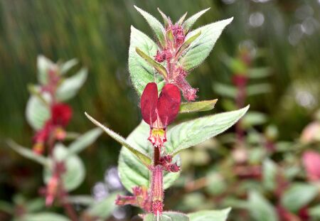 Cuphea nudicostata Wine Red, also known as Cuphea nelsonii `Wine Red` Nelson`s Bat-Faced Cuphea, shrub with red hairs, tubular flowers with usually two large mouse-ear like petals.の写真素材