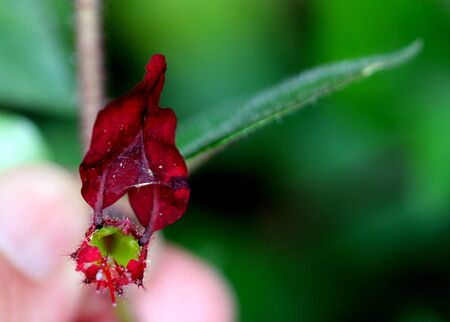 Cuphea nudicostata Wine Red, also known as Cuphea nelsonii `Wine Red` Nelson`s Bat-Faced Cuphea, shrub with red hairs, tubular flowers with usually two large mouse-ear like petals.の写真素材