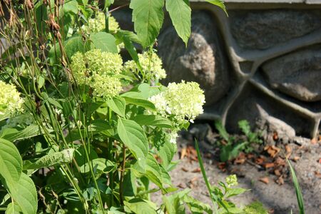 Hydrangea paniculata Limelight, graceful shrub with dark green leaves turning red in autumn, dense...