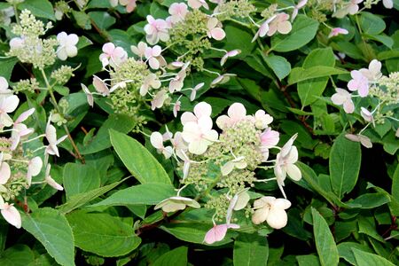 Hydrangea paniculata Tardiva, graceful deciduous shrub with dark green leaves, dense erect conical clusters up to 20 cm long of showy white sterile as well as fertile flowers.の写真素材