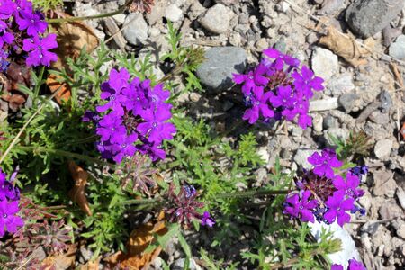 Glandularia pulchella, Moss Verbena, clump forming perennial herb with finely divided leaves and terminal clusters of bright purple flowers.の写真素材