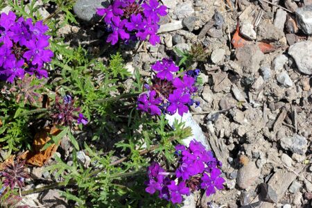 Glandularia pulchella, Moss Verbena, clump forming perennial herb with finely divided leaves and terminal clusters of bright purple flowers.の写真素材