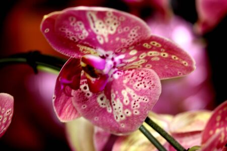 Phalaenopsis cultivar with large pink flowers with yellow spots and red lip bordered with white margin, paler at base.の写真素材