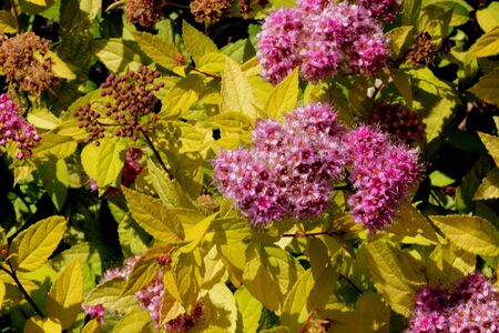 Spiraea japonica Goldflame, Goldflame Japanese Spirea, compact deciduous shrub with ovate leaves changing to yellow-green in summer and orange, red to yellow in autumn.の写真素材