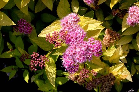 Spiraea japonica Goldflame, Goldflame Japanese Spirea, compact deciduous shrub with ovate leaves changing to yellow-green in summer and orange, red to yellow in autumn.の写真素材