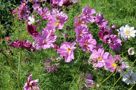 Cosmos bipinnatus, Garden cosmos, Mexican aster, tall annual herb with bipinnate leaves with linear segments and terminal flower heads in different colors.の写真素材