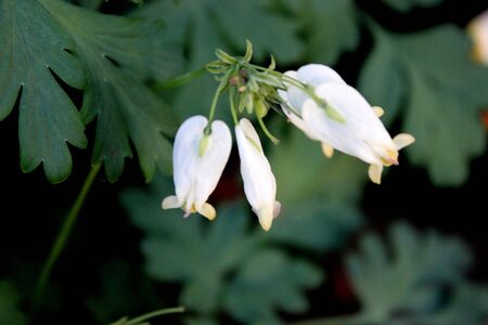 Dicentra Aurora , Bleeding Heart, herbaceous perennial with deeply cut fern-like leaves and white, nodding, heart-shaped flowers,  protruding inner petals of the flower purportedly appear to form a drop of blood at the bottomの写真素材