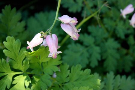 Dicentra Luxuriant , Bleeding Heart, herbaceous perennial with deeply cut fern-like leaves and cherry red, nodding, heart-shaped flowers,  protruding inner petals of the flower purportedly appear to form a drop of blood at the bottomの写真素材