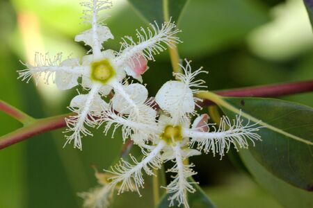 Lophostemon confertus, Brisbane Box, Brush Box, erect evergreen tree with green elliptic leaves and lateral clusters of white flowers each with numerous stamens in five bundles opposite petalsの写真素材