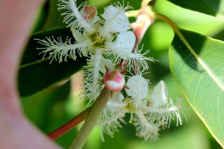 Lophostemon confertus, Brisbane Box, Brush Box, erect evergreen tree with green elliptic leaves and lateral clusters of white flowers each with numerous stamens in five bundles opposite petalsの写真素材