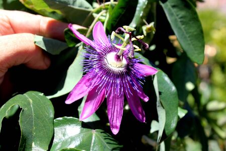 Passiflora incarnata, Maypop, Purple passionflower, perennial vine with tendrils, usually 3-lobed leaves and purple flowers with corona of white and purple filaments.の写真素材