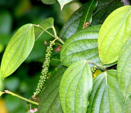Black pepper vine with fruits, Piper nigrum, perennial woody vine with alternate leaves and pendulous spikes producing peppercorn, used as a spice.の写真素材