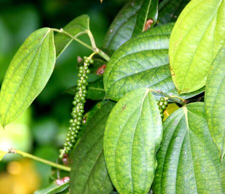Black pepper vine with fruits, Piper nigrum, perennial woody vine with alternate leaves and pendulous spikes producing peppercorn, used as a spice.の写真素材