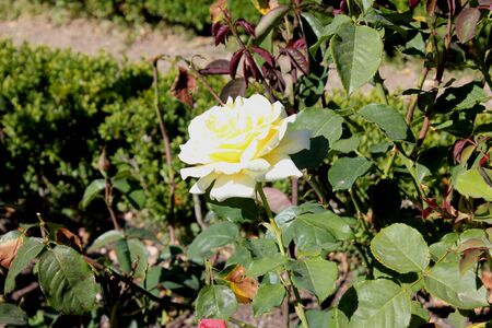 Rosa Elina also marketed as DICjana and Peaudouce, light yellow fragrant hybrid tea rose, a bushy shrub with glossy green leaves, large long-living flowers on long stemsの写真素材