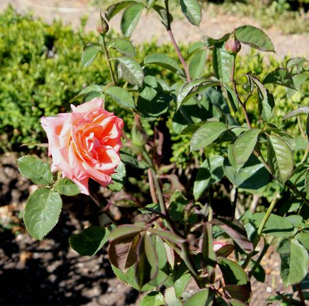 Rosa Folklore  also marketed as DICjana and Peaudouce, hybrid tea rose with fragrant large sized coral-orange flowers with yellow blend, upright shrub.の写真素材