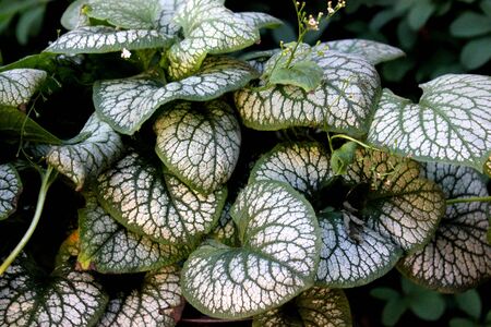 Brunnera macrophylla Jack Frost , Siberian bugloss, rhizomatous clump-forming herb with silvery white heart shaped leaves with dark green veins and margins, small flowers in branched racemes.の写真素材