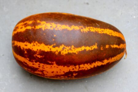 Kani Vellari, Cucumis melo subsp. agrestis var conomon, golden cucumber cultivar with broad green patches turning to dark brown on maturity, flesh white, used in sambar and pachadi preparationsの写真素材