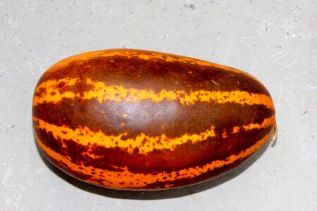 Kani Vellari, Cucumis melo subsp. agrestis var conomon, golden cucumber cultivar with broad green patches turning to dark brown on maturity, flesh white, used in sambar and pachadi preparationsの写真素材
