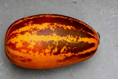 Kani Vellari, Cucumis melo subsp. agrestis var conomon, golden cucumber cultivar with broad green patches turning to dark brown on maturity, flesh white, used in sambar and pachadi preparationsの写真素材
