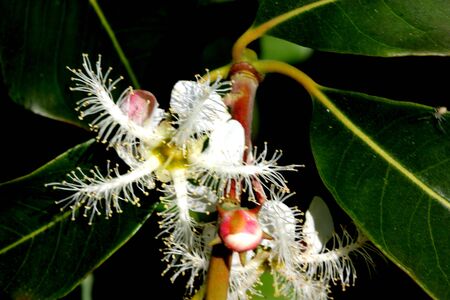 Lophostemon confertus, Brisbane Box, Brush Box, erect evergreen tree with green elliptic leaves and lateral clusters of white flowers each with numerous stamens in five bundles opposite petalsの写真素材