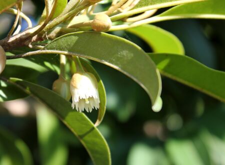 Sapodilla tree with flowers, Manilkara zapota, Sapota, Chikoo, evergreen tree with elliptic to ovate glossy leaves, white bell-like flowers and producing brown berries up to 8 cm in diam.の写真素材
