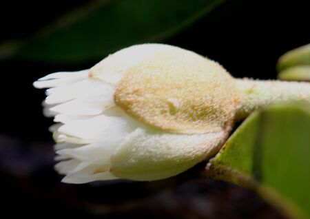 Sapodilla tree with flowers, Manilkara zapota, Sapota, Chikoo, evergreen tree with elliptic to ovate glossy leaves, white bell-like flowers and producing brown berries up to 8 cm in diam.の写真素材
