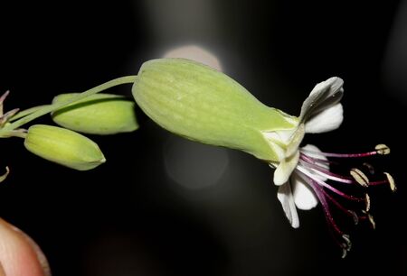 Bladder campion, Silene vulgaris, maidenstears, perennial herb with opposite broadly elliptic leaves and white flowers with inflated green calyx and bilobed petals.の写真素材
