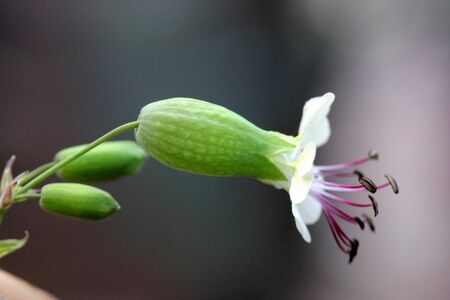 Bladder campion, Silene vulgaris, maidenstears, perennial herb with opposite broadly elliptic leaves and white flowers with inflated green calyx and bilobed petals.の写真素材