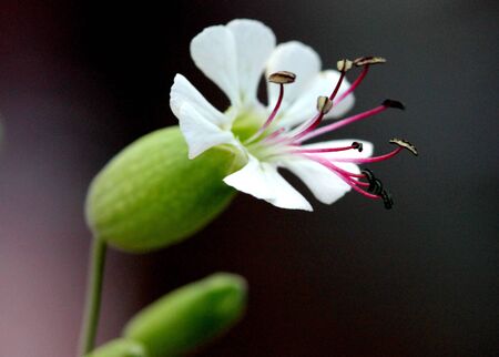 Bladder campion, Silene vulgaris, maidenstears, perennial herb with opposite broadly elliptic leaves and white flowers with inflated green calyx and bilobed petals.の写真素材