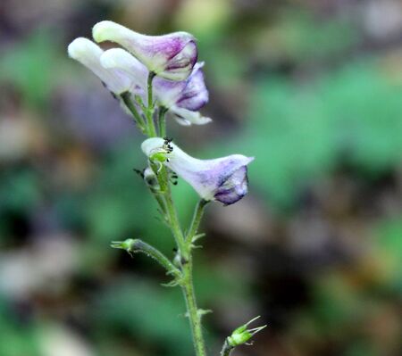 Aconitum laeve, Grape-Leaved Monkshood, perennial herb of Himalayas with long root, deeply 5-9 lobed leaves and flowers with cylindical hood, in panicles.の写真素材