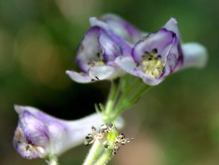Aconitum laeve, Grape-Leaved Monkshood, perennial herb of Himalayas with long root, deeply 5-9 lobed leaves and flowers with cylindical hood, in panicles.の写真素材