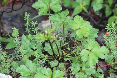 Anemone rivularis, Riverside Windflowers, clump-forming herb with white flowers, indigo in middle, tinged blue on back, found in meadows and paddy fieldsの写真素材