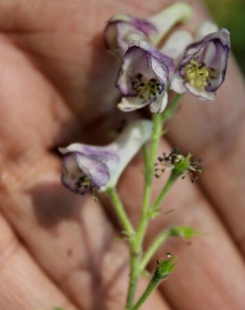 Aconitum laeve, Grape-Leaved Monkshood, perennial herb of Himalayas with long root, deeply 5-9 lobed leaves and flowers with cylindical hood, in panicles.の写真素材
