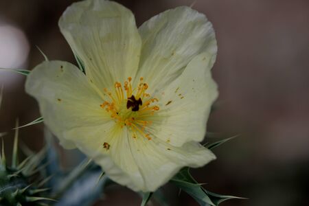 Argemone ochroleuca, Pale Mexican Prickly Poppy, roadside weed, annual herb with prickly leaves and creamy white flowers  with 3-6 lobed red stigma and prickly fruitsの写真素材